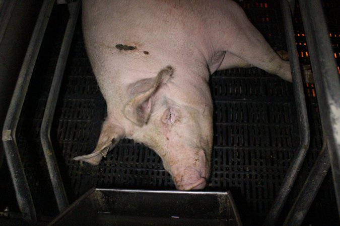 Farrowing crates at Sheaoak Piggery SA