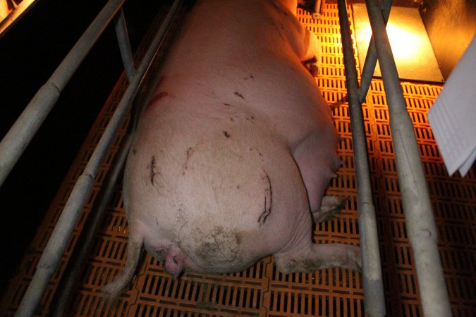 Farrowing crates at Wasleys Piggery SA