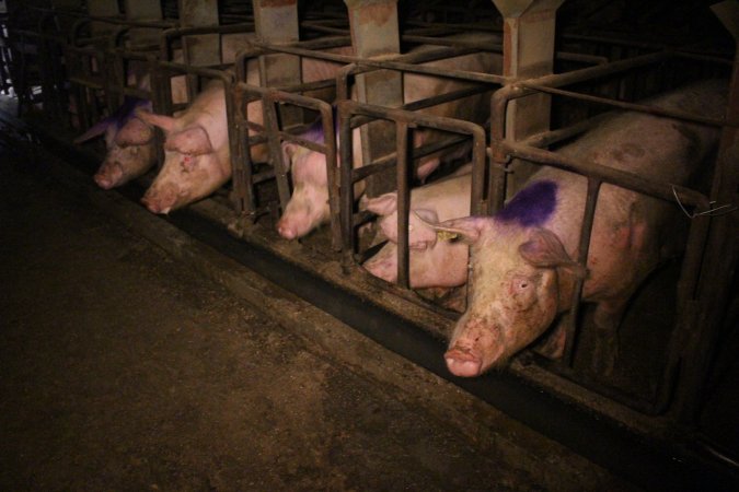 Sow stalls at Korunye Park Piggery SA