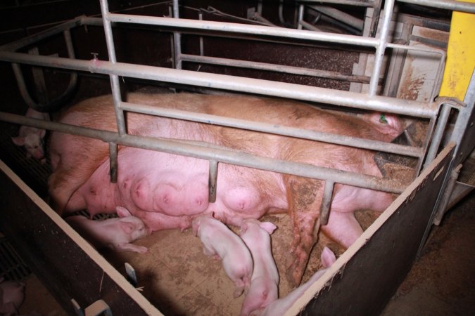 Farrowing crates at Girgarre Piggery VIC