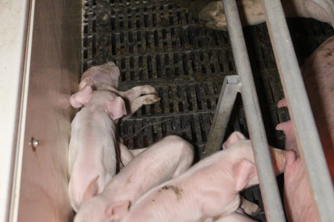 Farrowing crates at Sheaoak Piggery SA