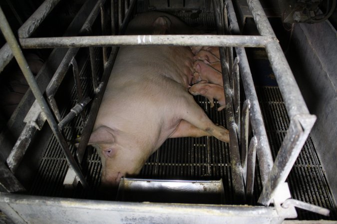 Farrowing crates at Huntly Piggery NSW