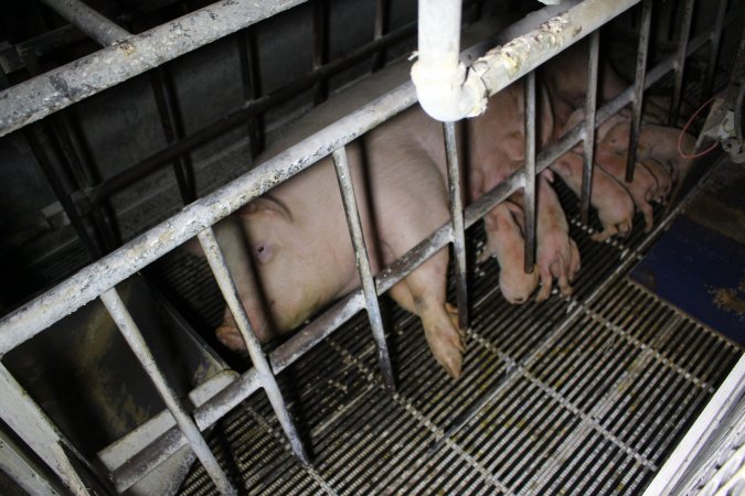 Farrowing crates at Huntly Piggery NSW