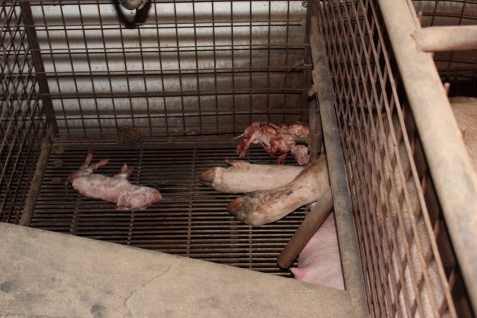 Farrowing crates at Willawa Piggery NSW