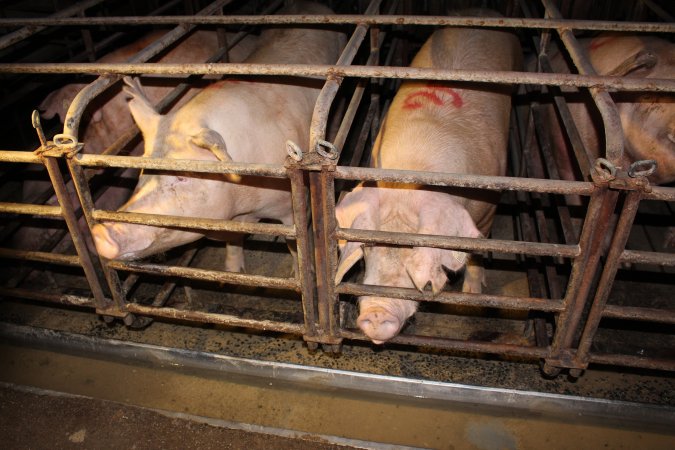 Sow stalls at Bungowannah Piggery NSW