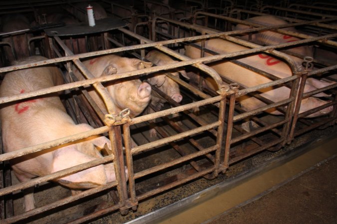 Sow stalls at Bungowannah Piggery NSW