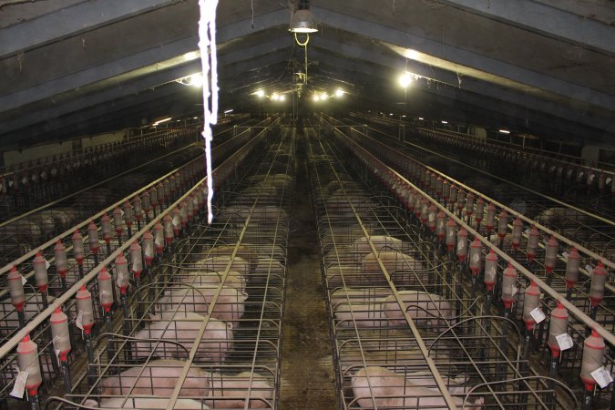 Wide view of huge sow stall shed from above