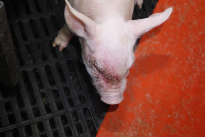 Piglet with facial injury