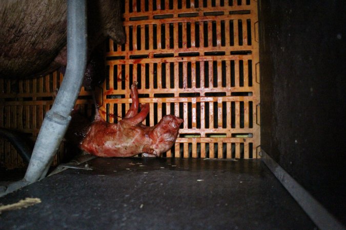 Farrowing crates at Wasleys Piggery SA