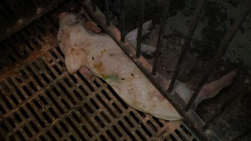 Dead weaner piglet