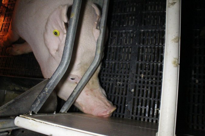 Farrowing crates at Sheaoak Piggery SA