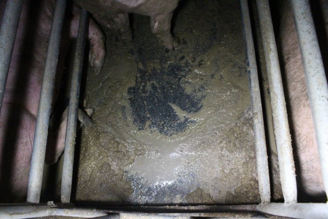 Sows in sow stalls living in thick excrement