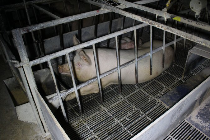 Farrowing crates at Huntly Piggery NSW