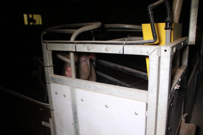 Farrowing crates at Girgarre Piggery VIC