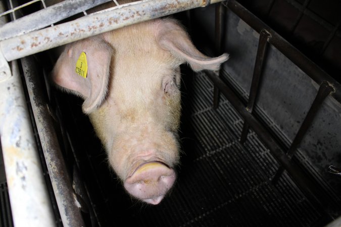 Farrowing crates at Huntly Piggery NSW