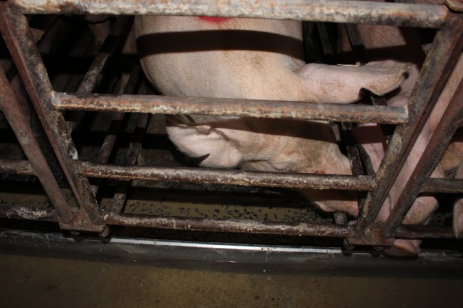 Sow stalls at Bungowannah Piggery NSW