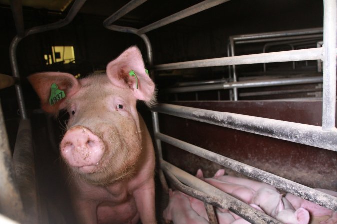 Farrowing crates at Girgarre Piggery VIC
