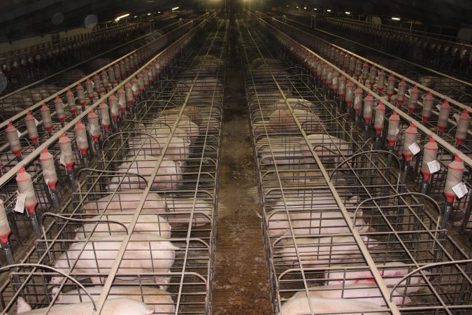 Wide view of huge sow stall shed from above