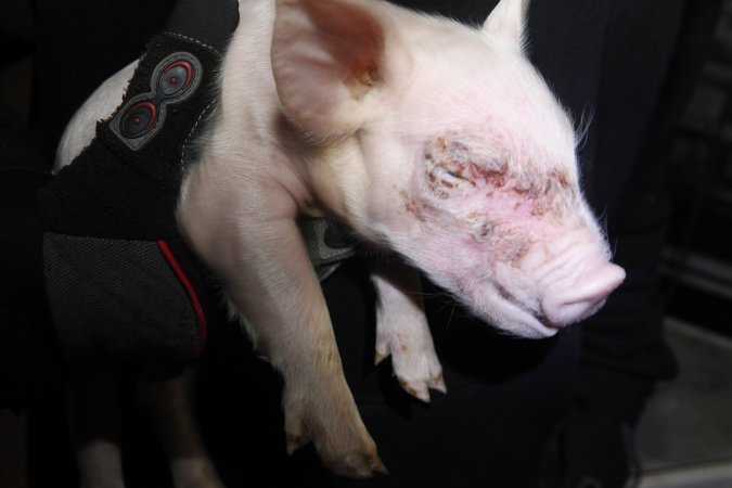 Piglet with facial injury