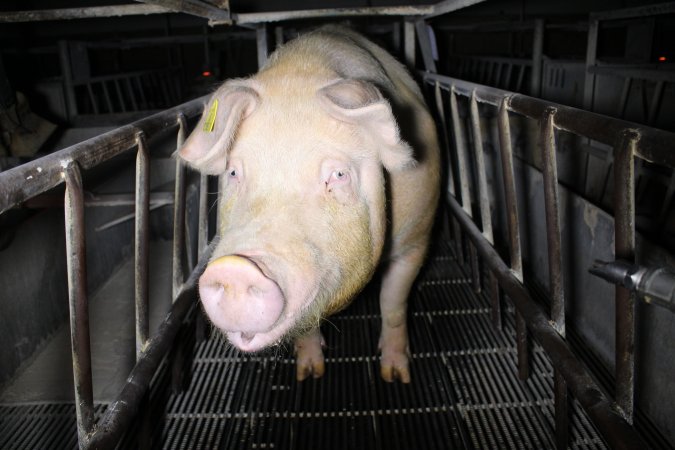 Farrowing crates at Huntly Piggery NSW