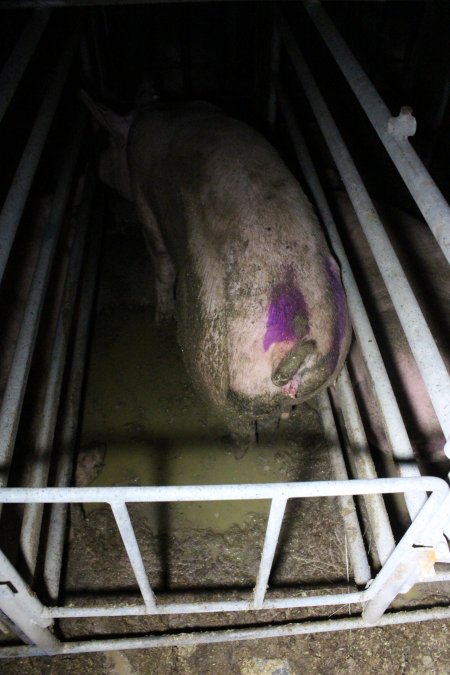 Sows in sow stalls living in thick excrement