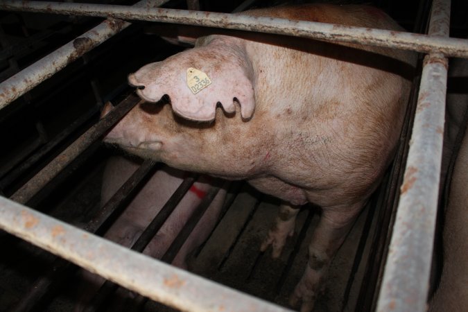 Sow stalls at Bungowannah Piggery NSW