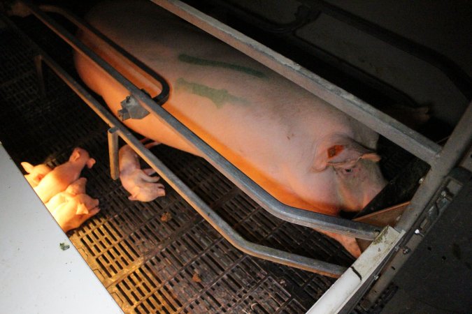 Farrowing crates at Sheaoak Piggery SA