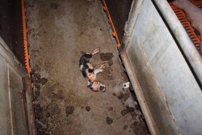 Farrowing crates at Wasleys Piggery SA