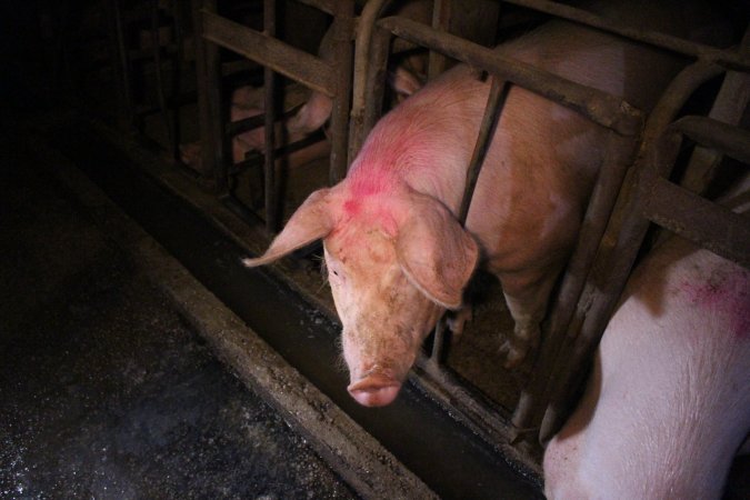 Sow stalls at Korunye Park Piggery SA