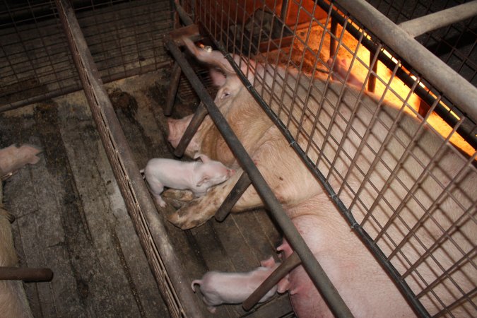 Farrowing crates at Willawa Piggery NSW