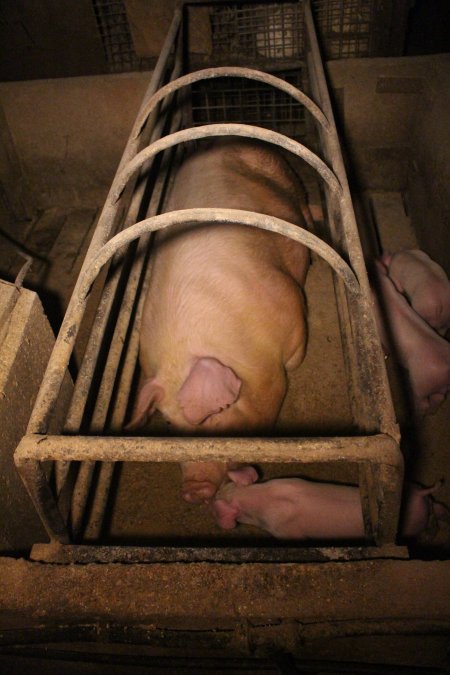 Farrowing crates at Korunye Park Piggery SA