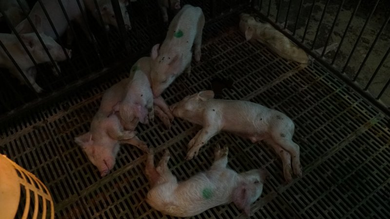 Dead and sick weaner piglets