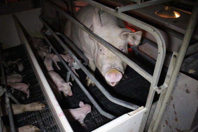 Farrowing crates at Sheaoak Piggery SA