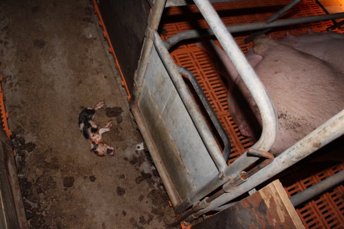 Farrowing crates at Wasleys Piggery SA