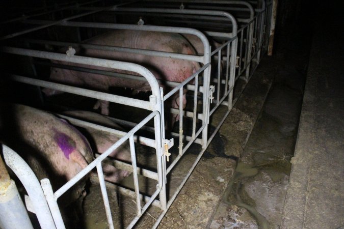 Sows in sow stalls living in thick excrement