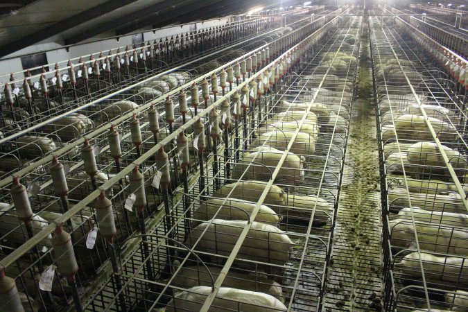 Wide view of huge sow stall shed from above