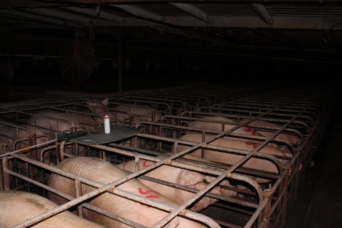 Sow stalls at Bungowannah Piggery NSW