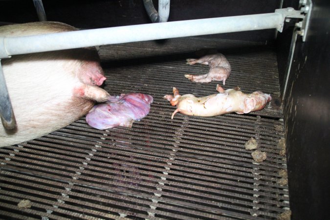 Stillborn piglets