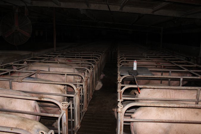 Sow stalls at Bungowannah Piggery NSW
