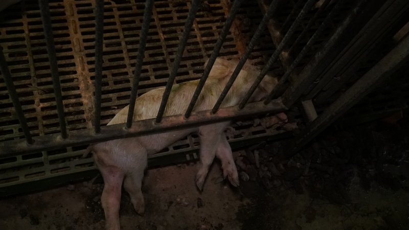 Dead weaner piglet