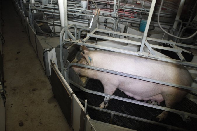 Farrowing crates at Mindarra Piggery WA