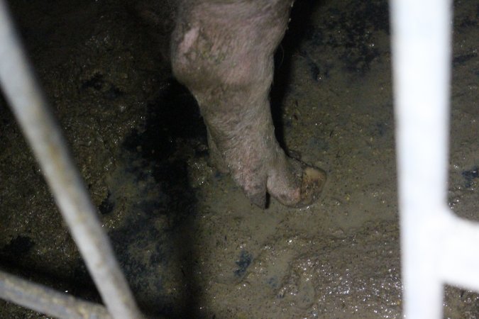 Sows in sow stalls living in thick excrement