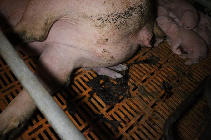 Farrowing crates at Wasleys Piggery SA