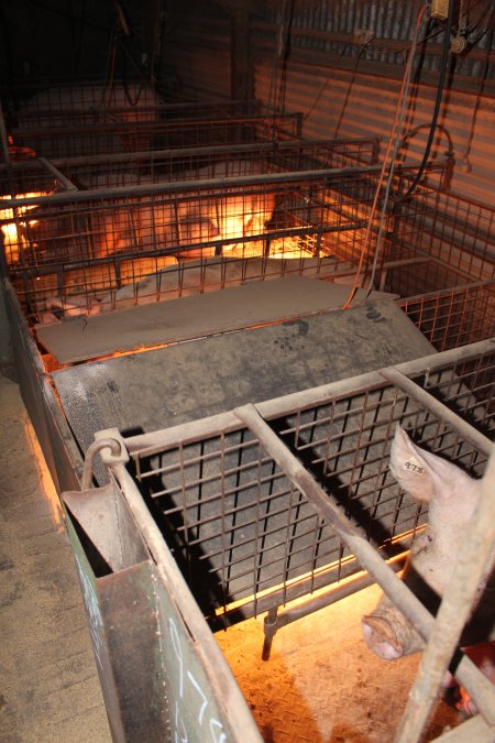 Farrowing crates at Willawa Piggery NSW