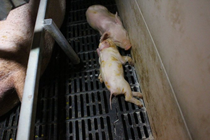 Farrowing crates at Sheaoak Piggery SA