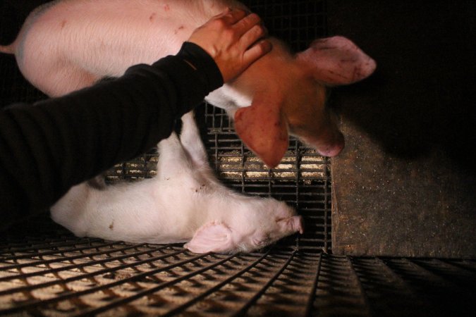 Farrowing crates at Korunye Park Piggery SA