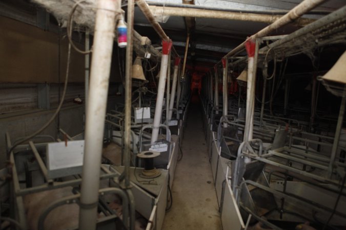 Looking down aisle of farrowing shed