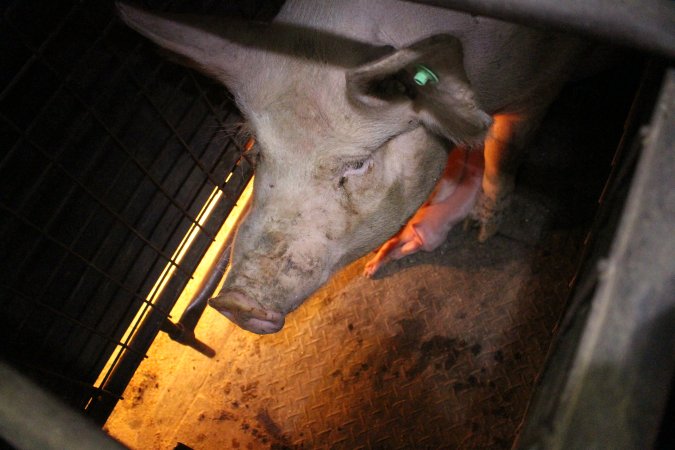 Farrowing crates at Willawa Piggery NSW