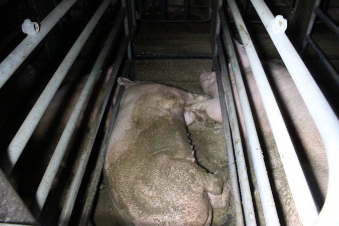 Sows in sow stalls living in thick excrement