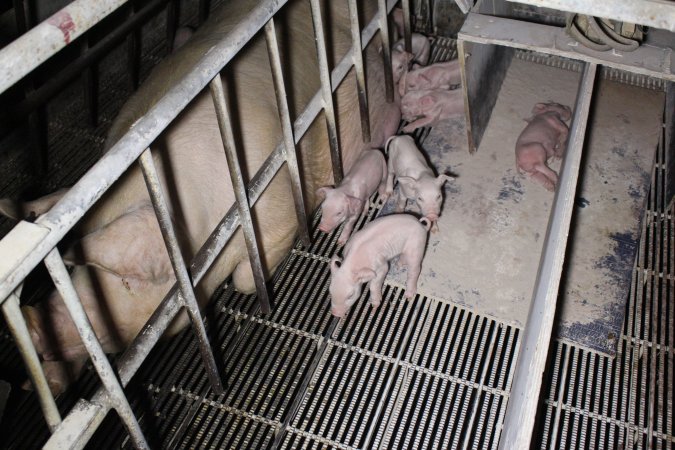 Farrowing crates at Huntly Piggery NSW